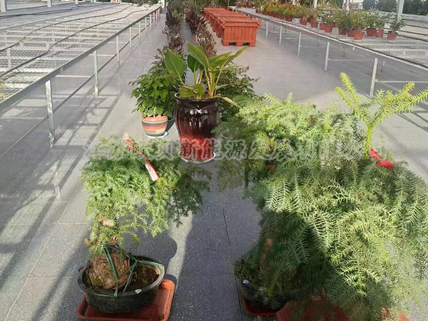 【大棚花卉種植供暖恒溫系統(tǒng)】安徽某園藝有限公司